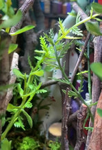 Load image into Gallery viewer, FairyForest Library BookNook